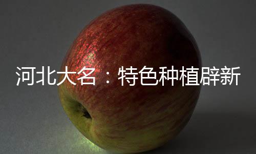 河北大名：特色種植辟新路 大棚鮮花助農(nóng)增收